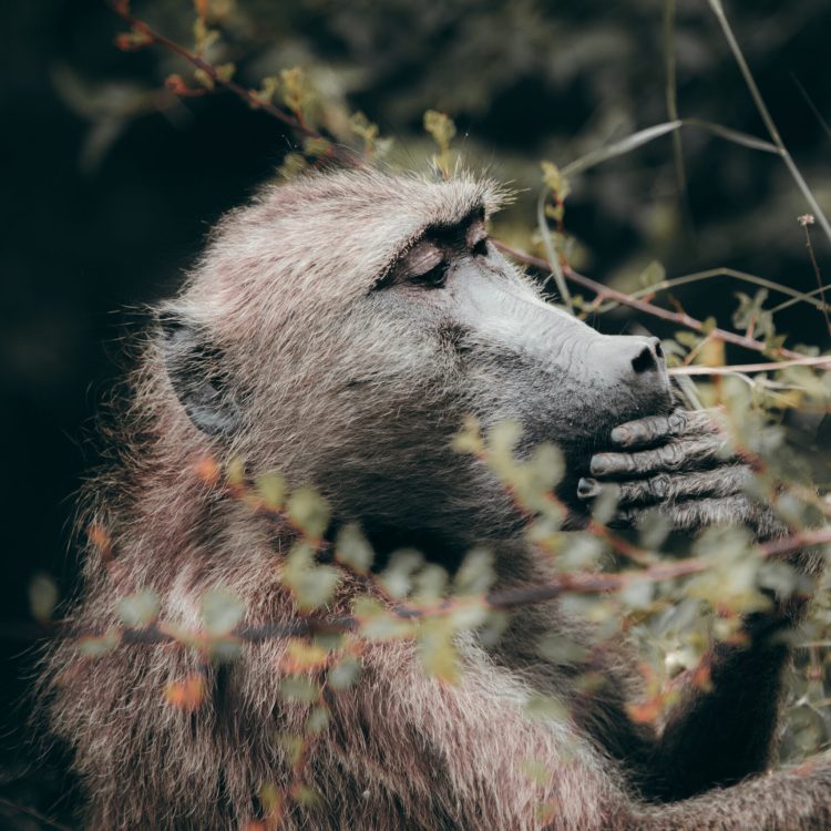 Wildlife Monkey Screens for Baboons
